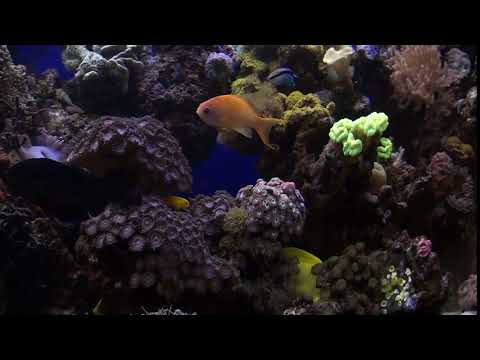 Reef aquarium002. მარჯნის პოლიპთა აკვარიუმი.рифовый аквариум